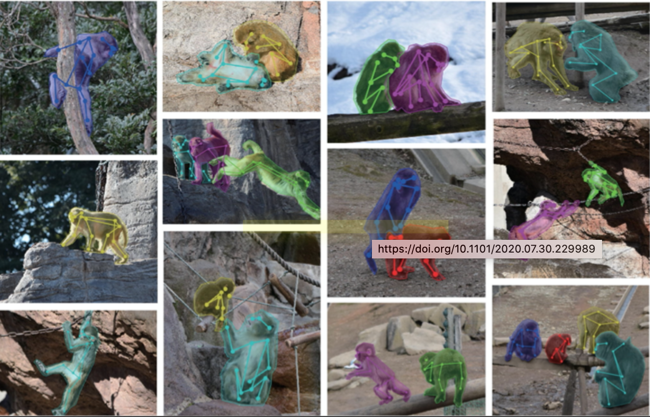 MacaquePose: A novel ‘in the wild’ macaque monkey pose dataset for markerless motion capture-thumbnail-1