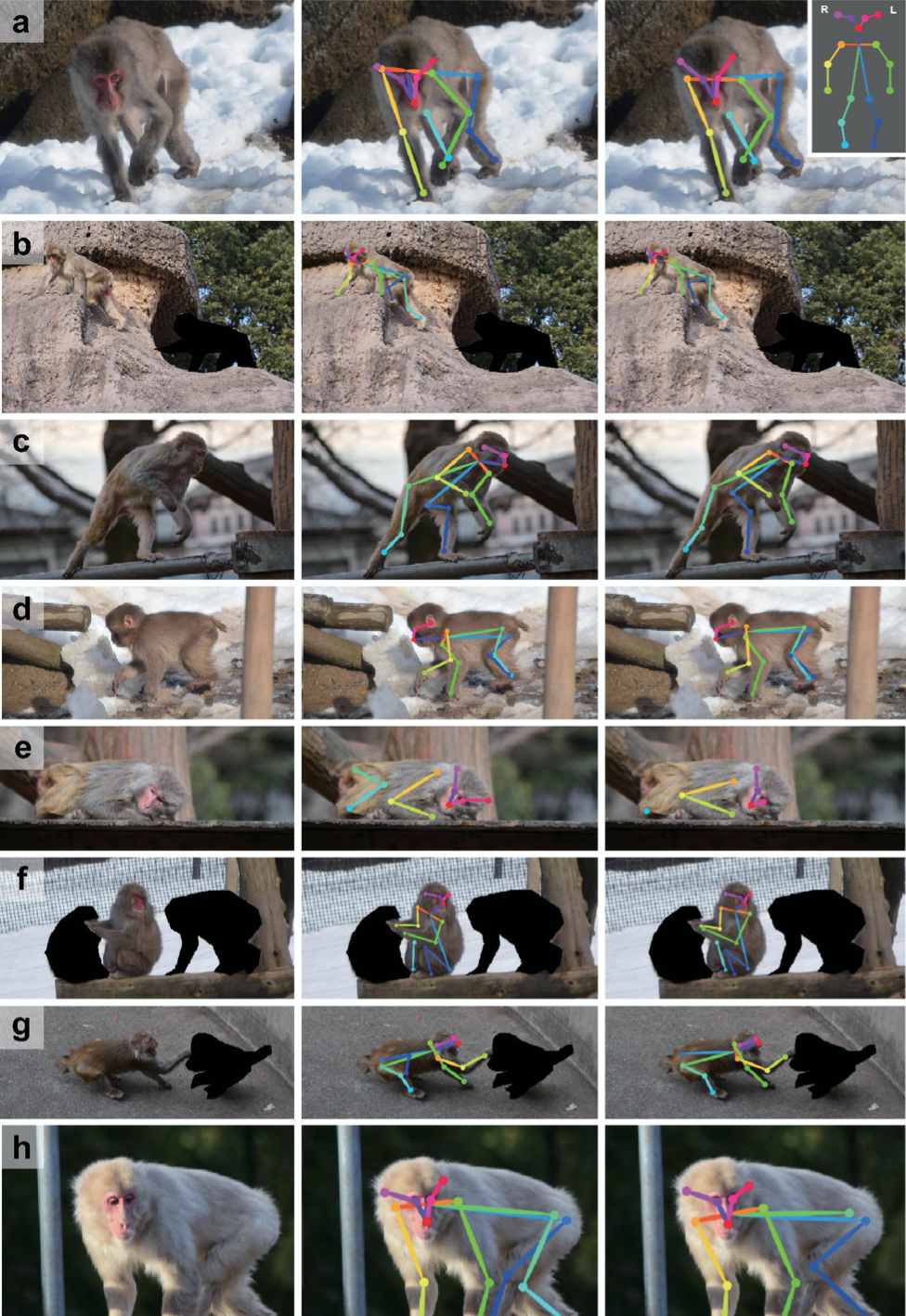 MacaquePose: A novel ‘in the wild’ macaque monkey pose dataset for markerless motion capture-thumbnail-2