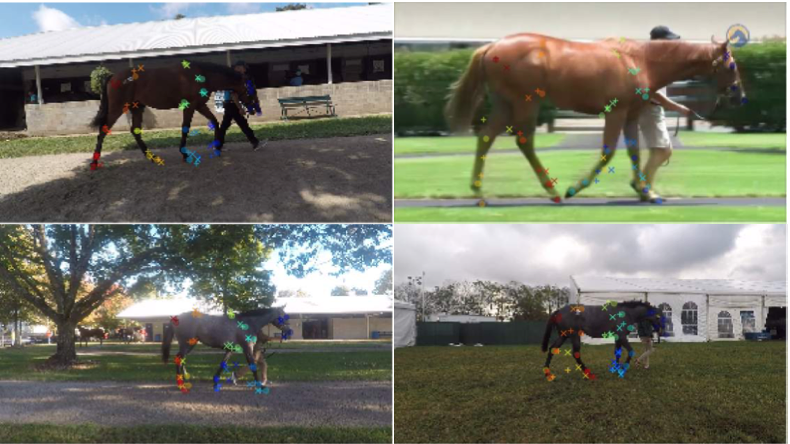 Pretraining boosts out-of-domain robustness for pose estimation-thumbnail-6