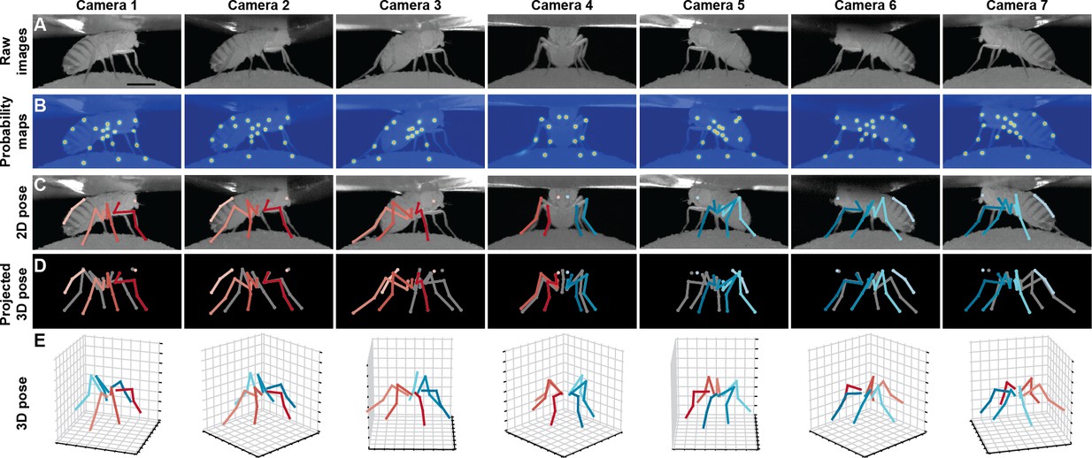 DeepFly3D, a deep learning-based approach for 3D limb and appendage tracking in tethered, adult Drosophila-thumbnail-2