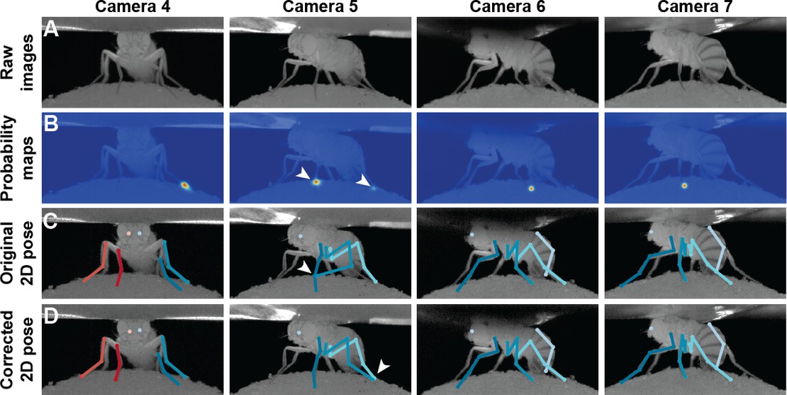 DeepFly3D, a deep learning-based approach for 3D limb and appendage tracking in tethered, adult Drosophila-thumbnail-5