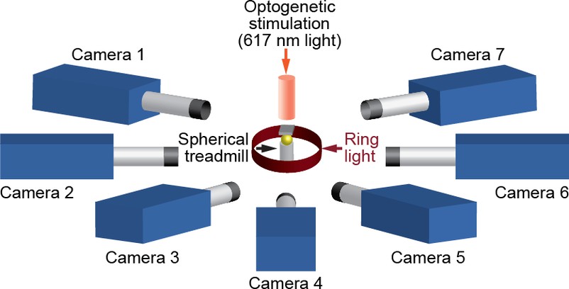 DeepFly3D, a deep learning-based approach for 3D limb and appendage tracking in tethered, adult Drosophila-thumbnail-1