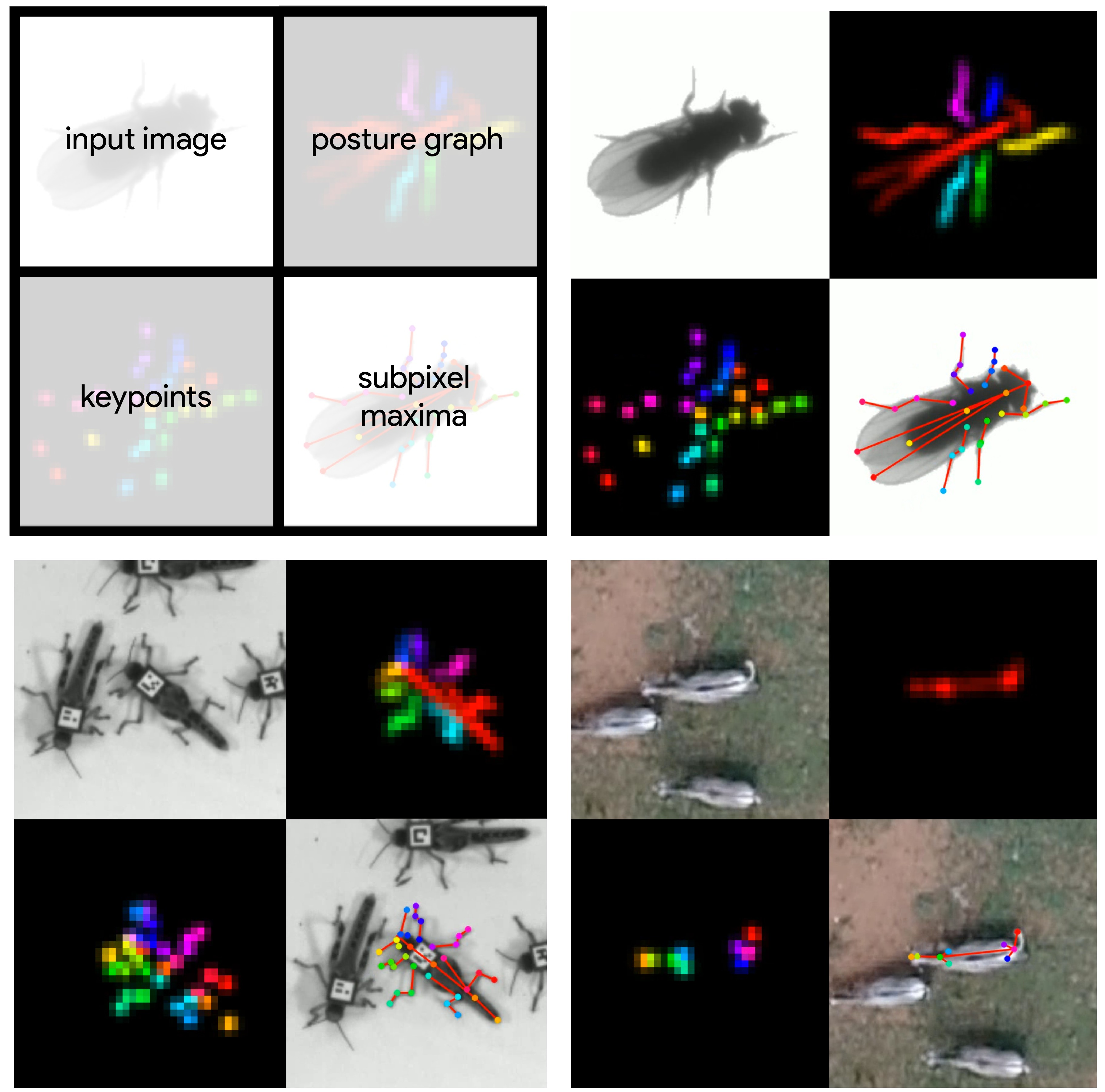 DeepPoseKit, a software toolkit for fast and robust animal pose estimation using deep learning