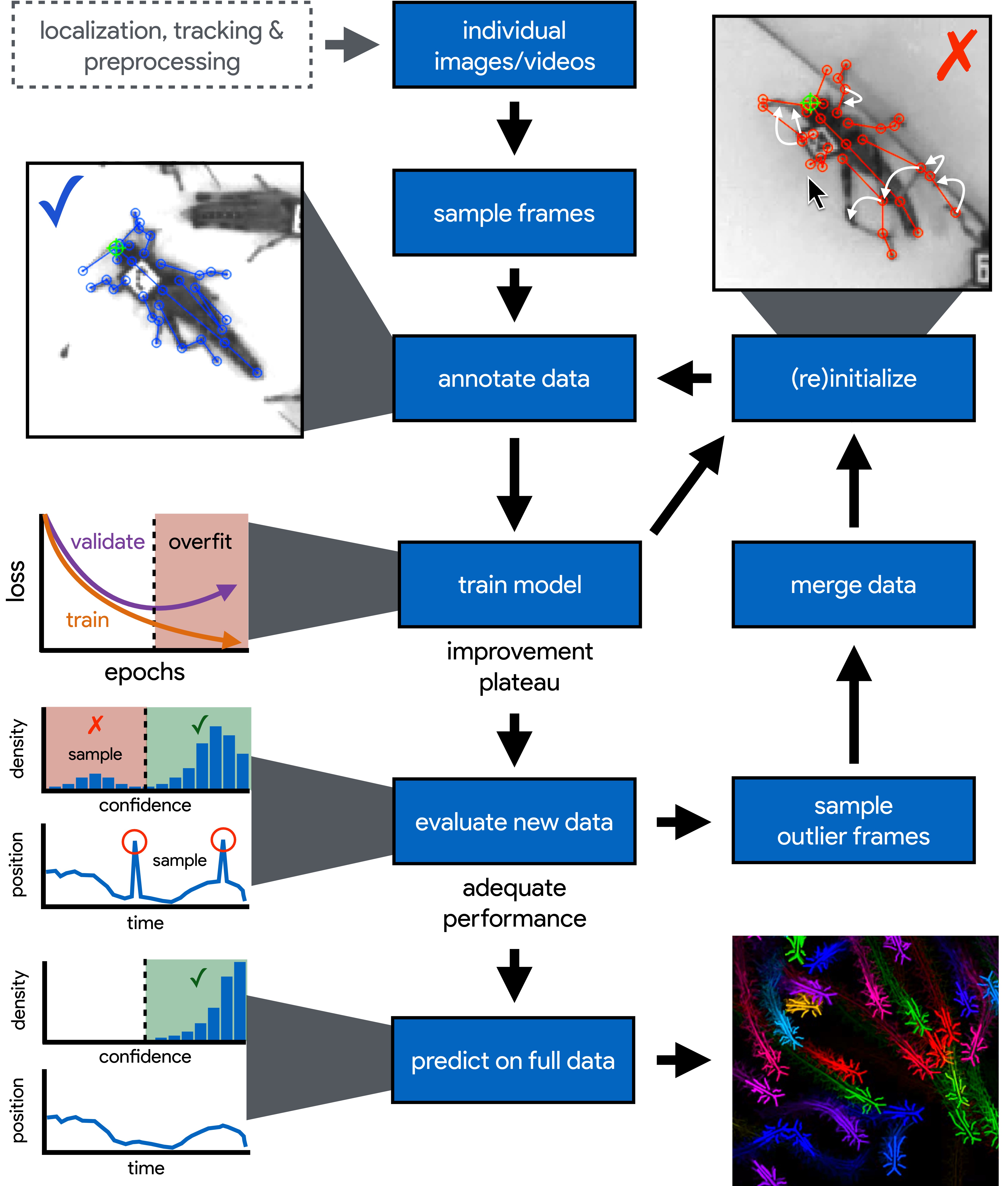 DeepPoseKit, a software toolkit for fast and robust animal pose estimation using deep learning-thumbnail-1