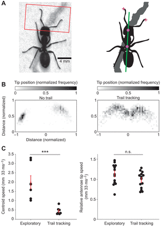 Carpenter ants use diverse antennae sampling strategies to track odor trails-thumbnail-1