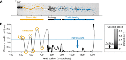 Carpenter ants use diverse antennae sampling strategies to track odor trails-thumbnail-4