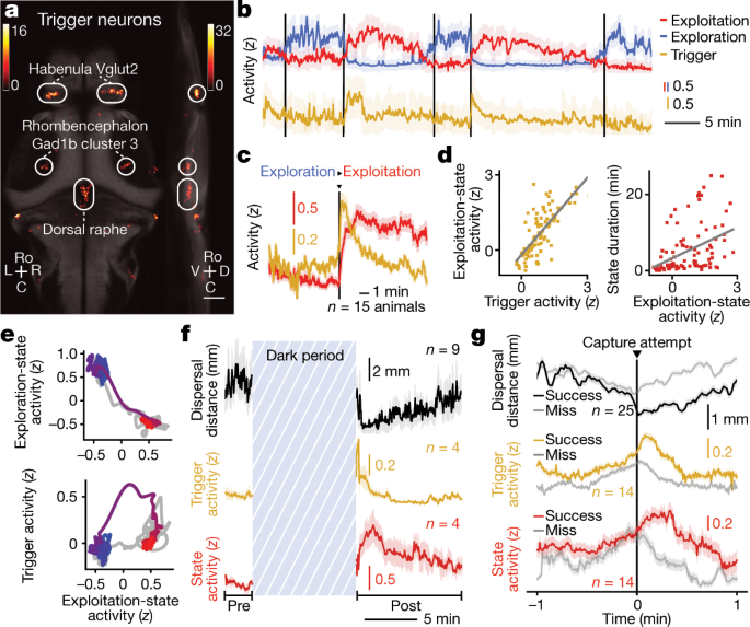 Internal state dynamics shape brainwide activity and foraging behaviour