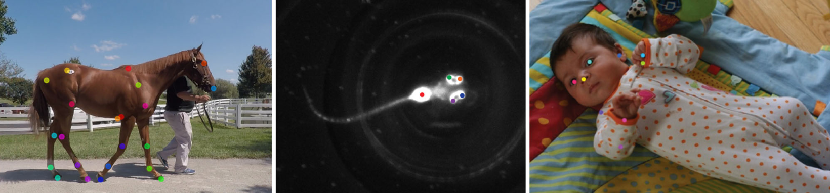 Using DeepLabCut for 3D markerless pose estimation across species and behaviors-thumbnail-8