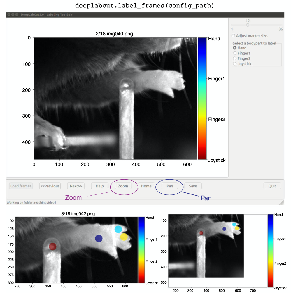 Using DeepLabCut for 3D markerless pose estimation across species and behaviors-thumbnail-4