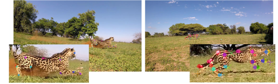 Using DeepLabCut for 3D markerless pose estimation across species and behaviors-thumbnail-5