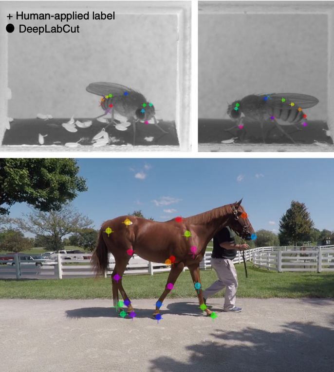 Using DeepLabCut for 3D markerless pose estimation across species and behaviors-thumbnail-6