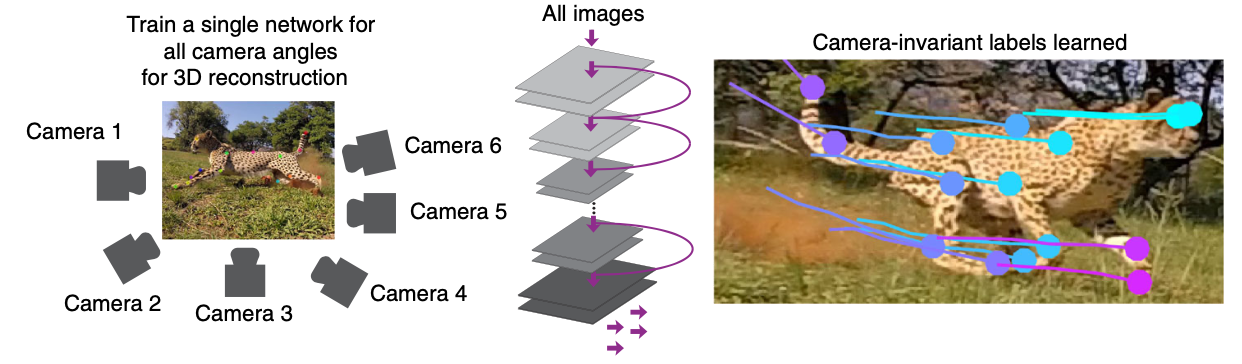 Using DeepLabCut for 3D markerless pose estimation across species and behaviors-thumbnail-2