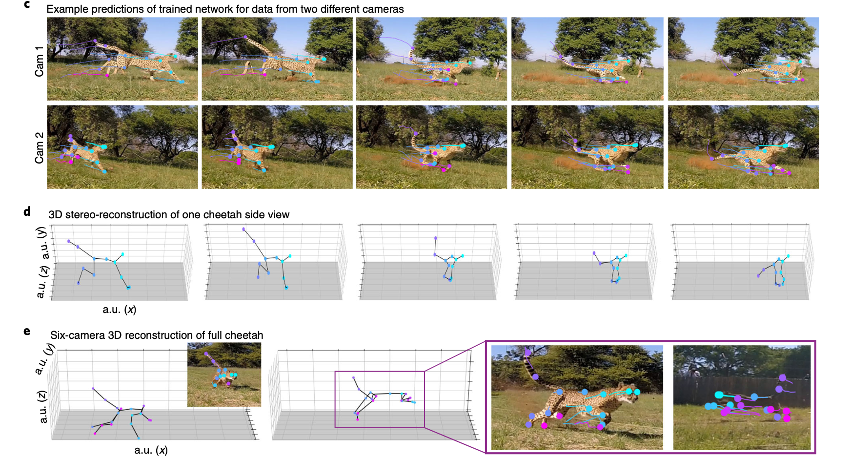 Using DeepLabCut for 3D markerless pose estimation across species and behaviors-thumbnail-1