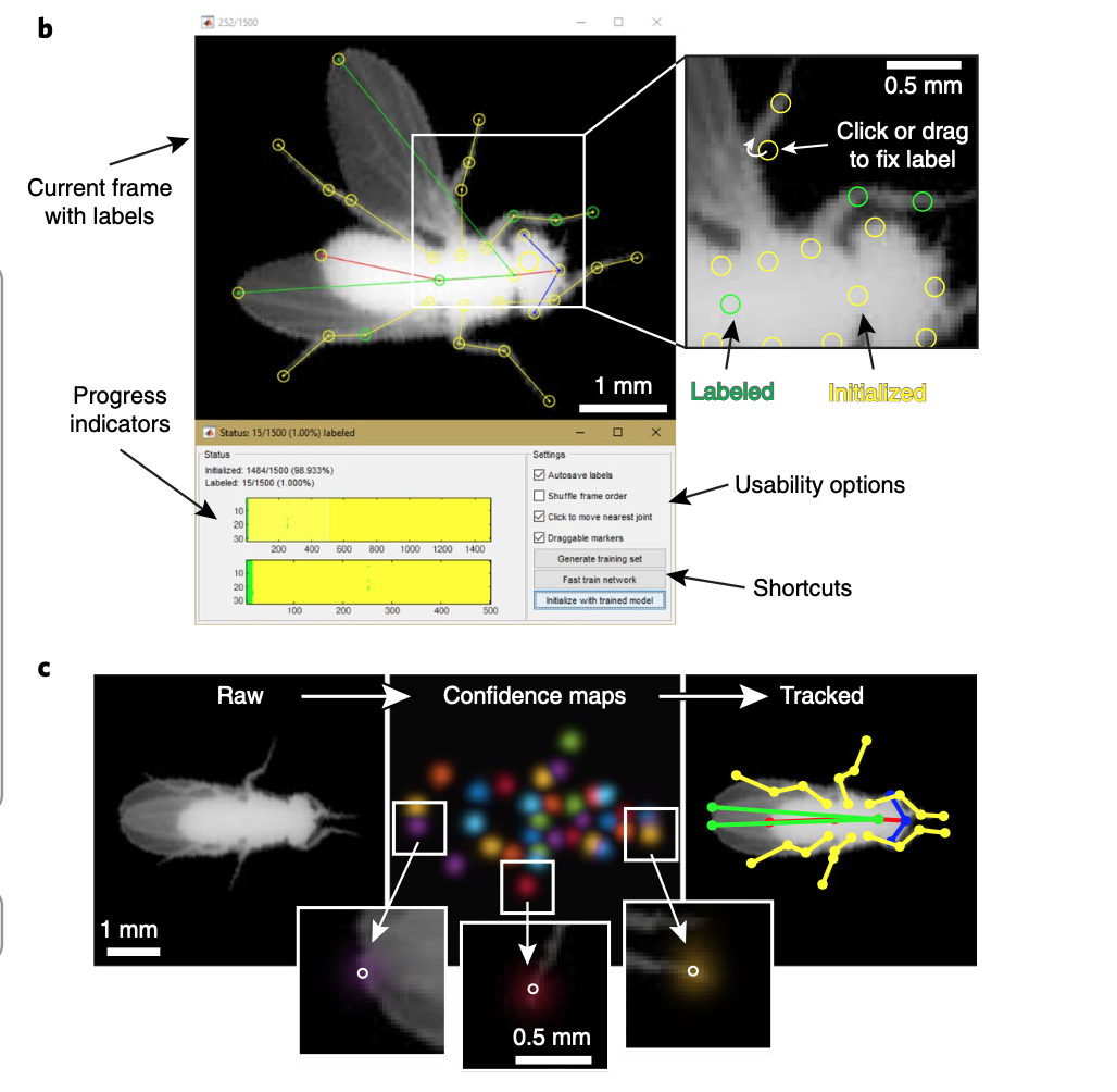 Fast animal pose estimation using deep neural networks