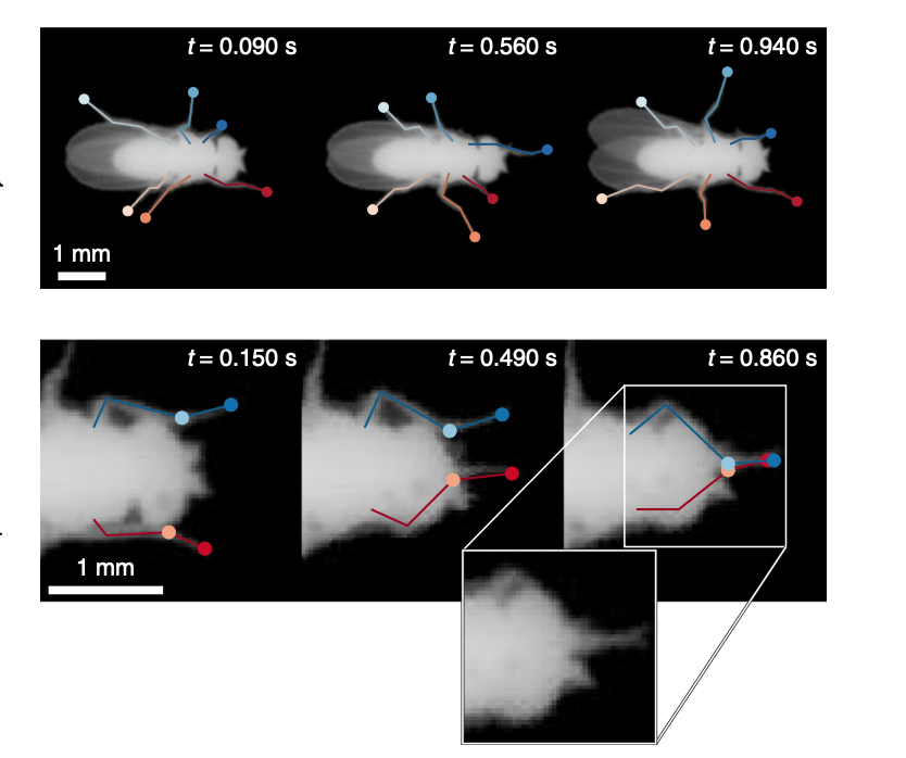 Fast animal pose estimation using deep neural networks-thumbnail-3