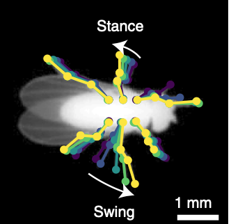 Fast animal pose estimation using deep neural networks-thumbnail-2