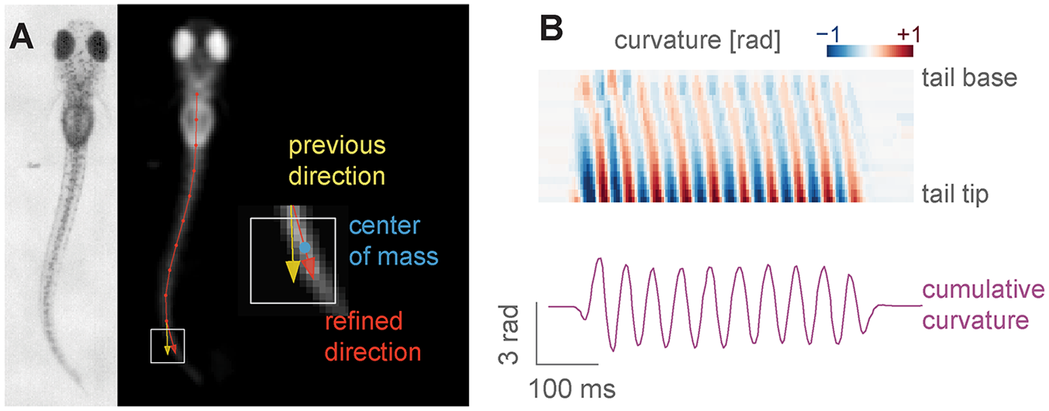 Stytra: An open-source, integrated system for stimulation, tracking and closed-loop behavioral experiments-thumbnail-5