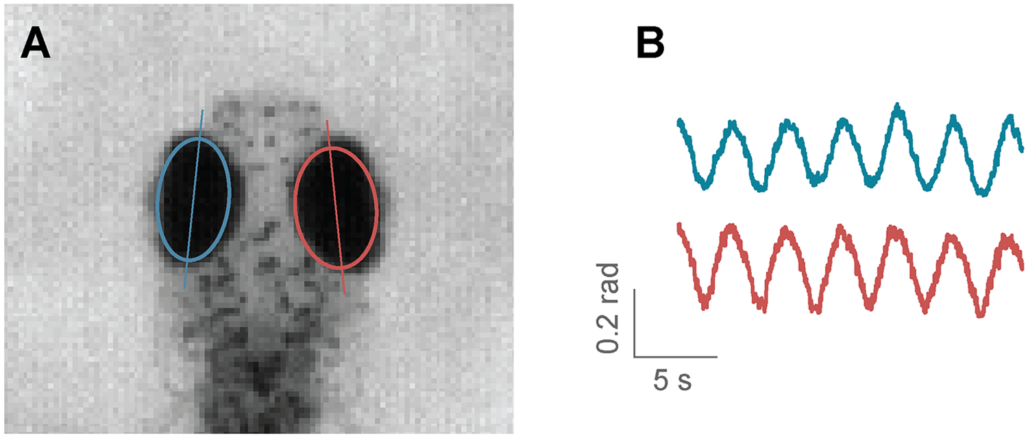 Stytra: An open-source, integrated system for stimulation, tracking and closed-loop behavioral experiments-thumbnail-4