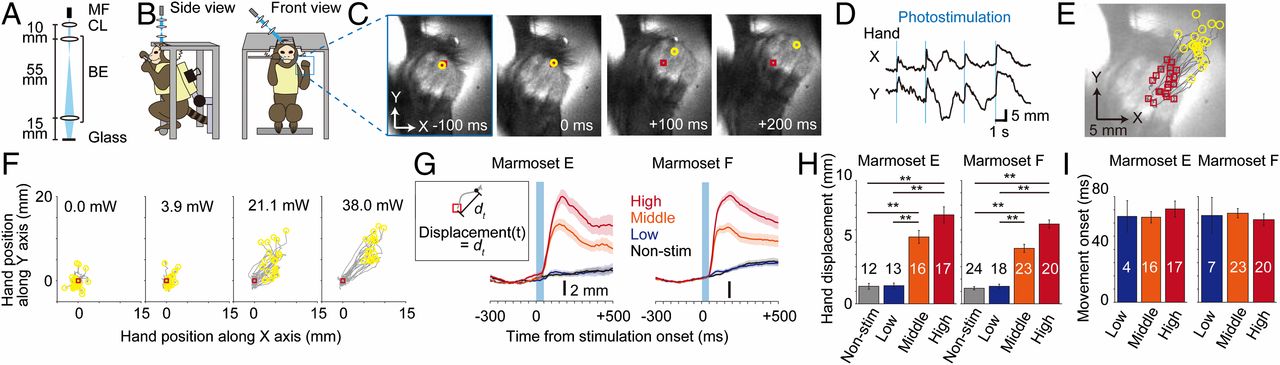 Arm movements induced by noninvasive optogenetic stimulation of the motor cortex in the common marmoset