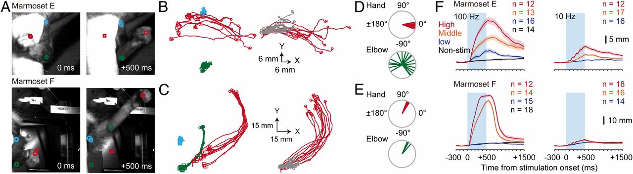 Arm movements induced by noninvasive optogenetic stimulation of the motor cortex in the common marmoset-thumbnail-2