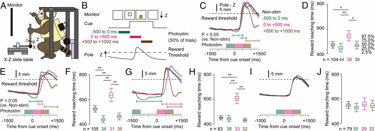 Arm movements induced by noninvasive optogenetic stimulation of the motor cortex in the common marmoset-thumbnail-3