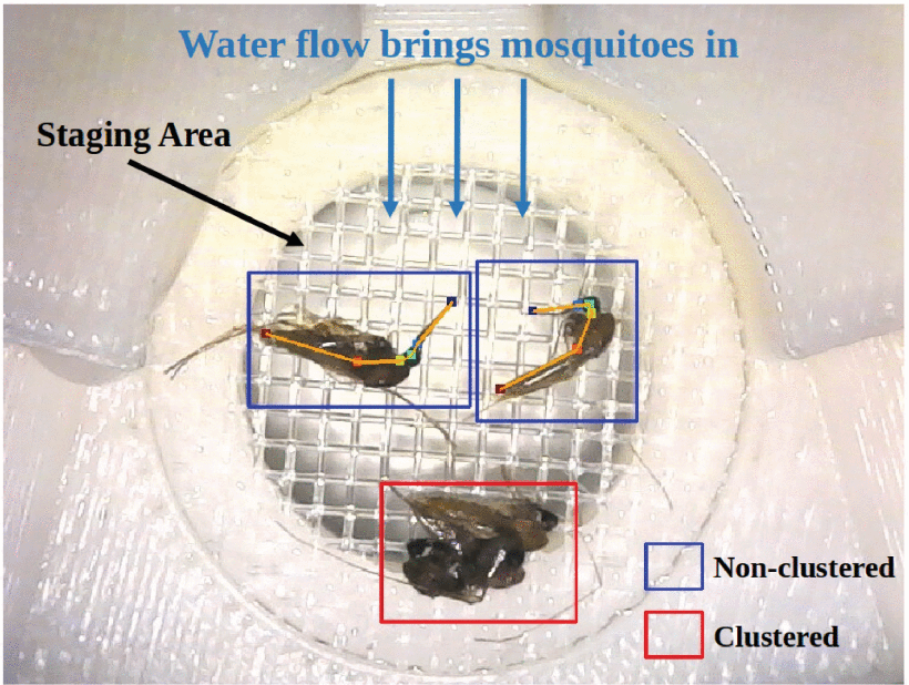 Multi-Mosquito Object Detection and 2D Pose Estimation for Automation of PfSPZ Malaria Vaccine Production