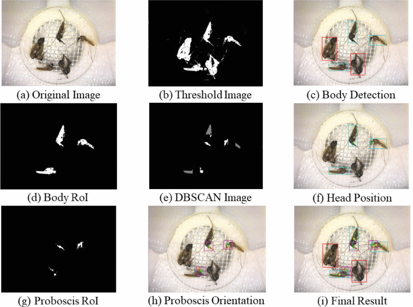 Multi-Mosquito Object Detection and 2D Pose Estimation for Automation of PfSPZ Malaria Vaccine Production-thumbnail-4