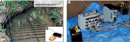 Tracking activity patterns of a multispecies community of gymnotiform weakly electric fish in their neotropical habitat without tagging-thumbnail-1