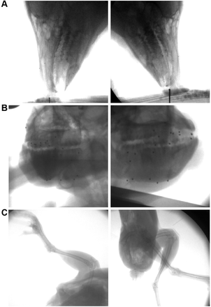 Integrating XMALab and DeepLabCut for high-throughput XROMM-thumbnail-2