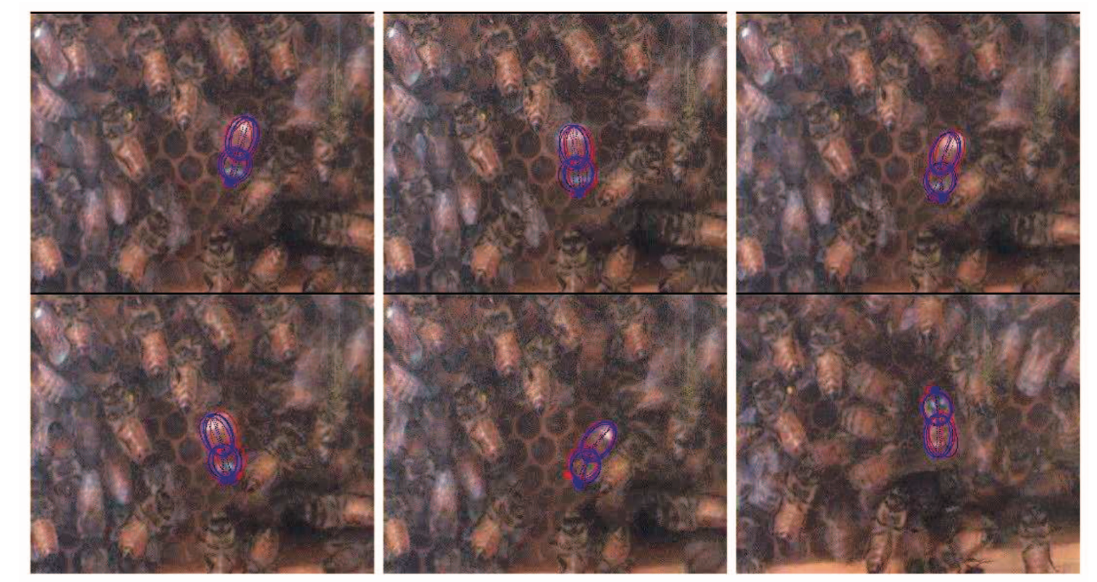 Shape-and-Behavior Encoded Tracking of Bee Dances-thumbnail-5