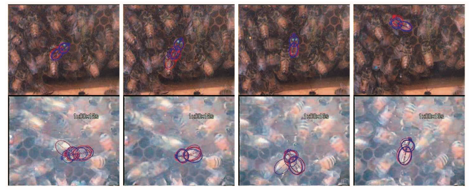 Shape-and-Behavior Encoded Tracking of Bee Dances-thumbnail-4