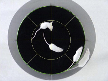 Mice and larvae tracking using a particle filter with an auto-adjustable observation model-thumbnail-1