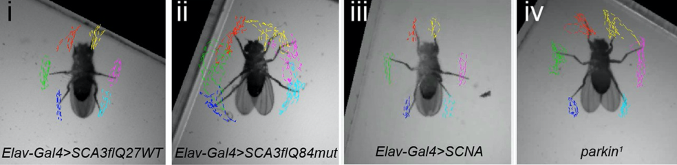 Fully automated leg tracking of Drosophila neurodegeneration models reveals distinct conserved movement signatures-thumbnail-2