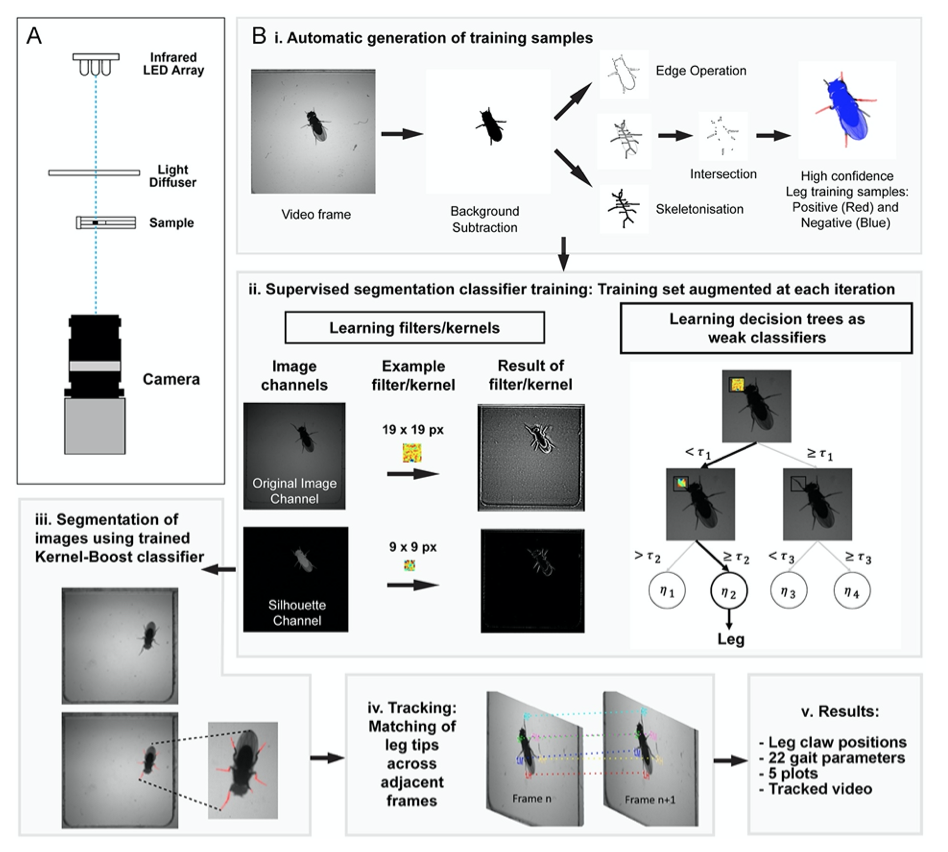 Fully automated leg tracking of Drosophila neurodegeneration models reveals distinct conserved movement signatures-thumbnail-3