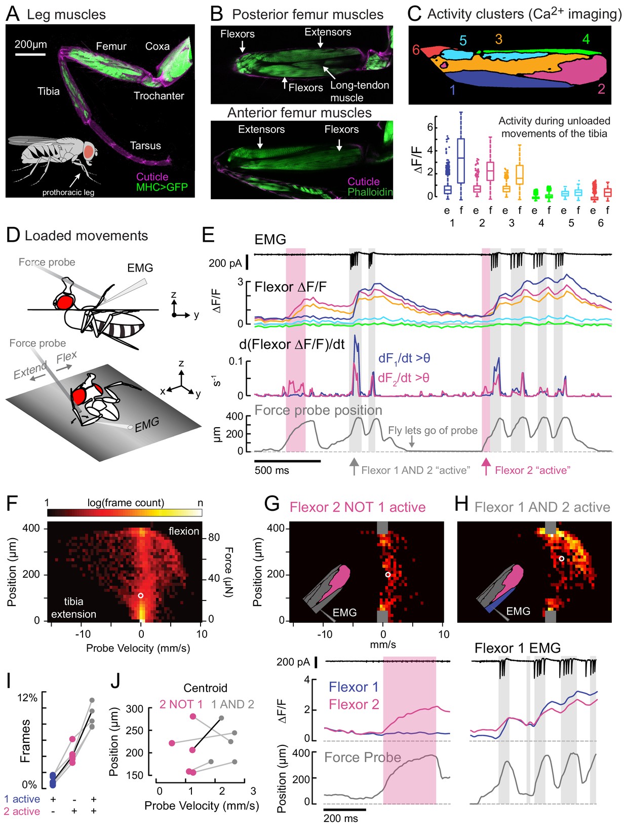 A size principle for recruitment of Drosophila leg motor neurons-thumbnail-9