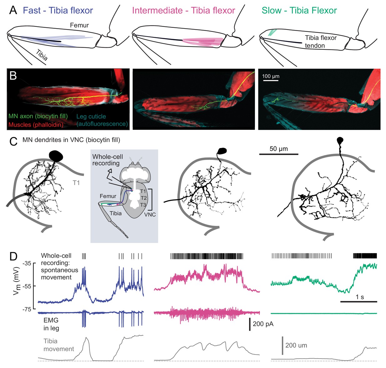 A size principle for recruitment of Drosophila leg motor neurons-thumbnail-10