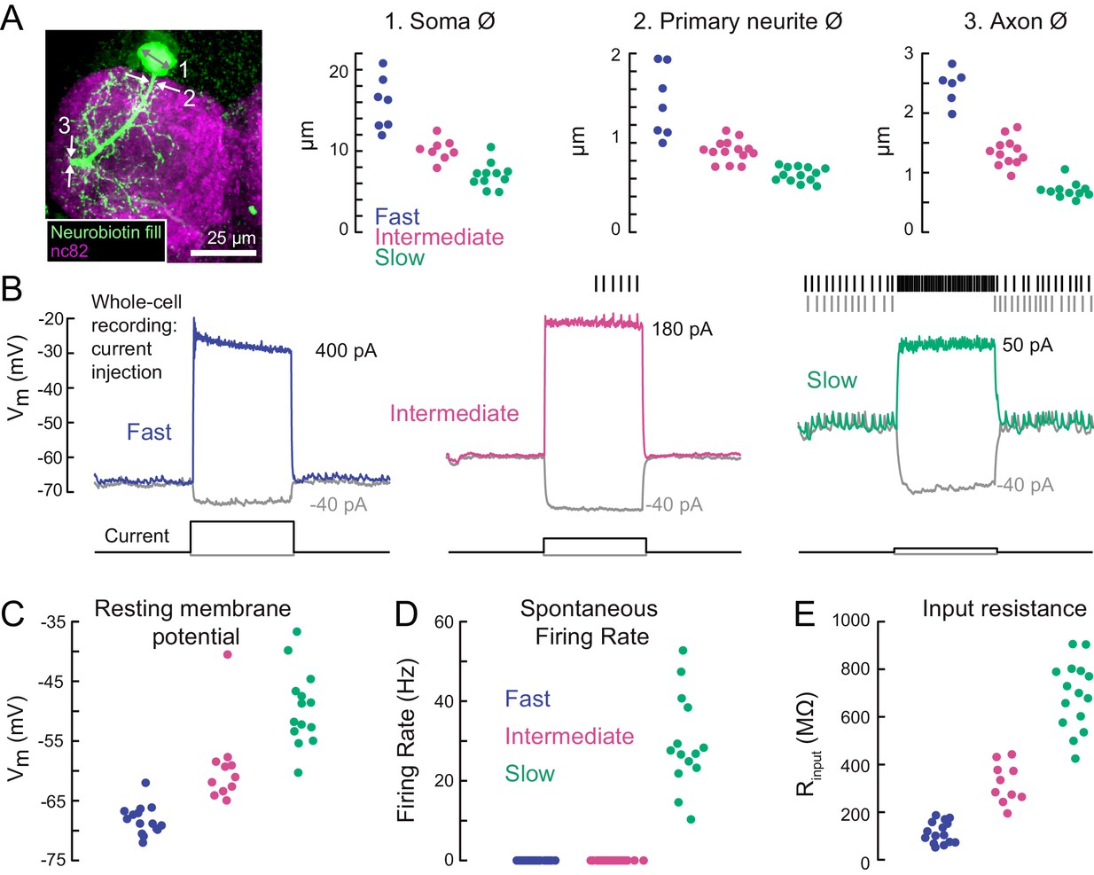 A size principle for recruitment of Drosophila leg motor neurons-thumbnail-5