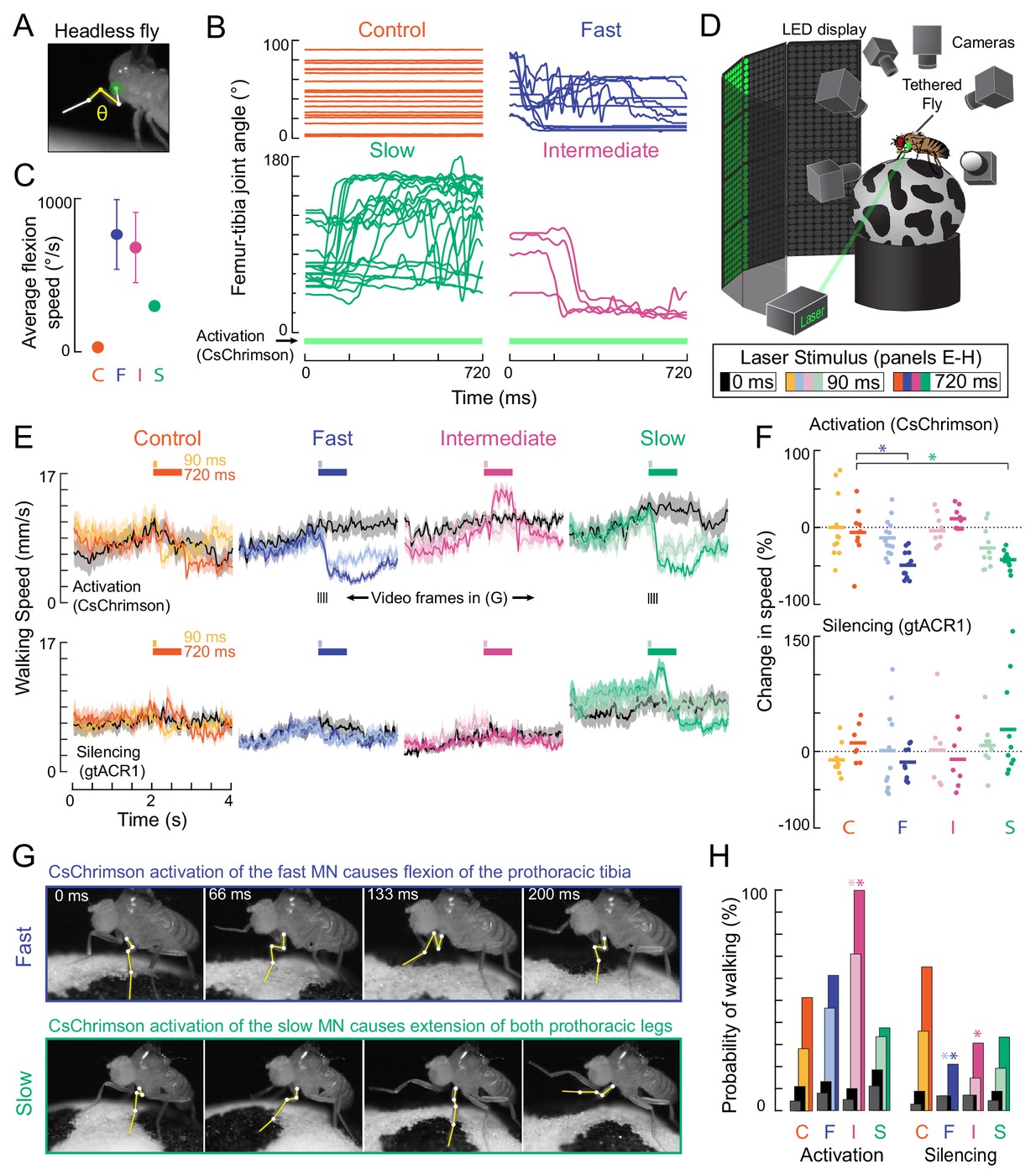 A size principle for recruitment of Drosophila leg motor neurons-thumbnail-11