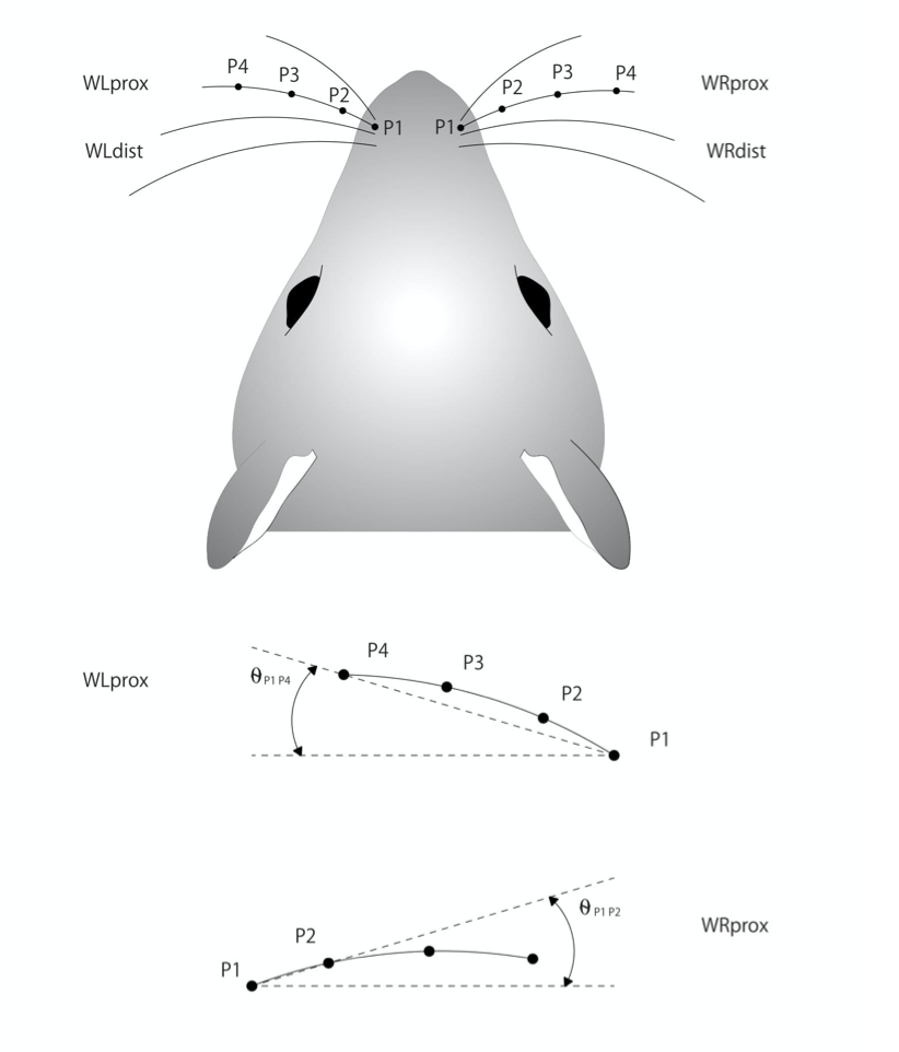 Automated tracking and analysis of mouse whisker movements-thumbnail-3