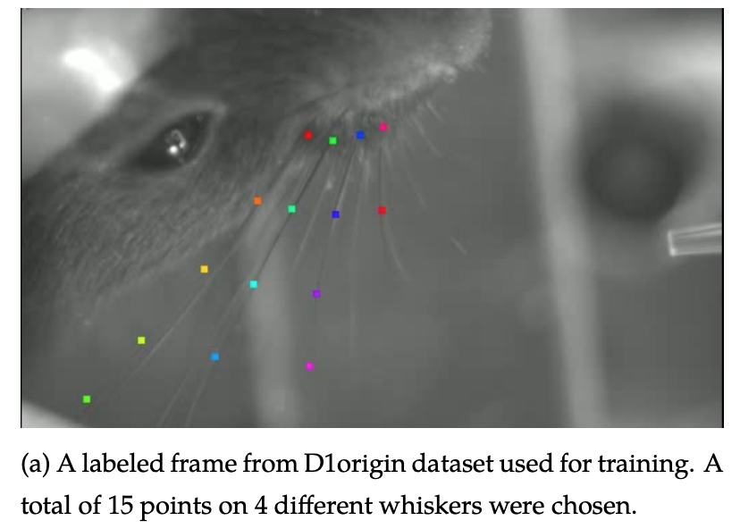 Automated tracking and analysis of mouse whisker movements-thumbnail-2