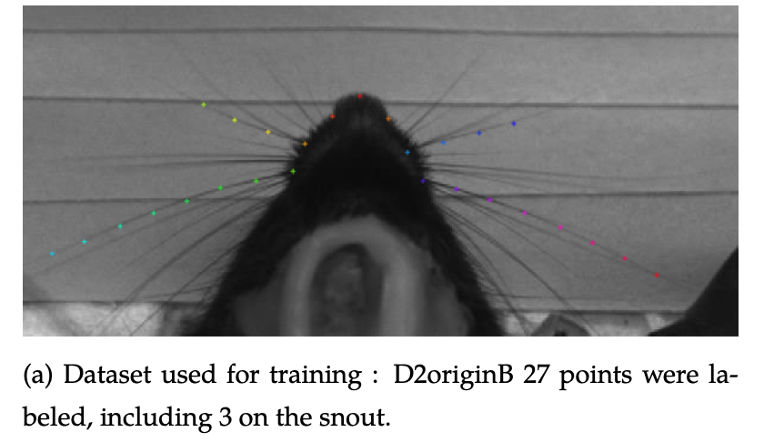 Automated tracking and analysis of mouse whisker movements