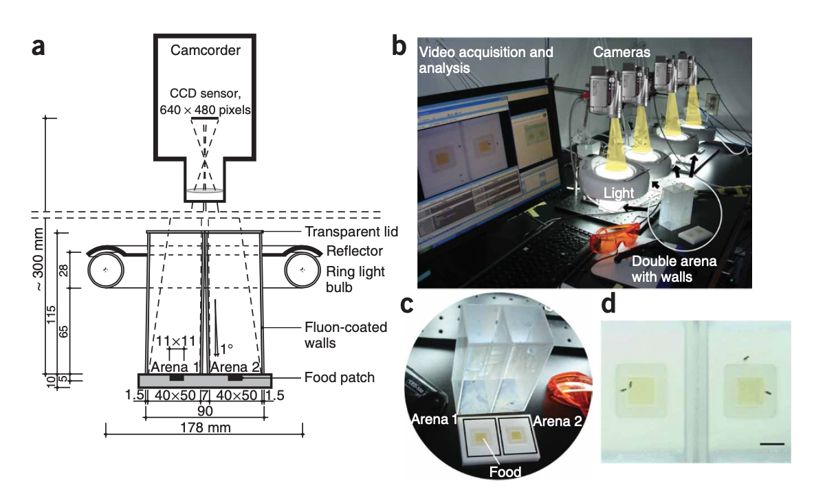 Automated monitoring and analysis of social behavior in Drosophila-thumbnail-3