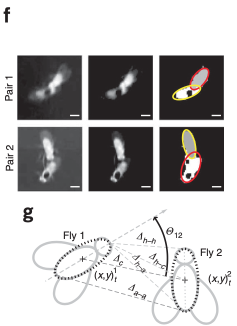 Automated monitoring and analysis of social behavior in Drosophila