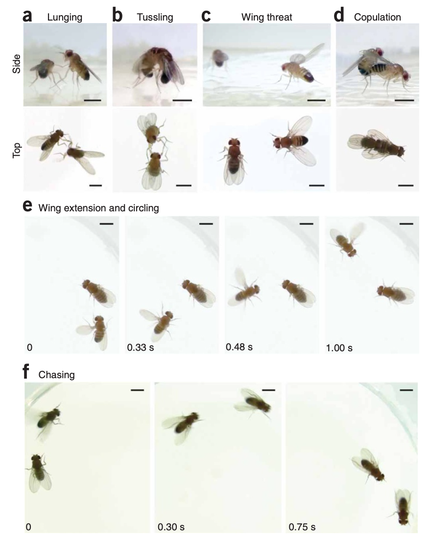 Automated monitoring and analysis of social behavior in Drosophila-thumbnail-4