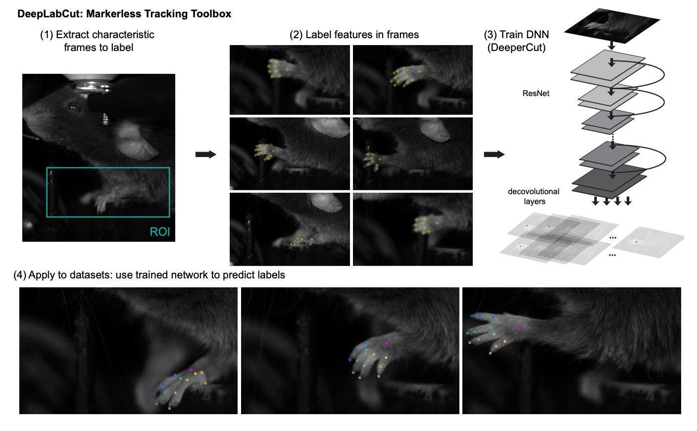 Markerless tracking of user-defined features with deep learning