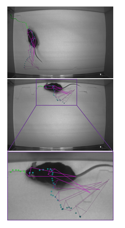 Markerless tracking of user-defined features with deep learning-thumbnail-2