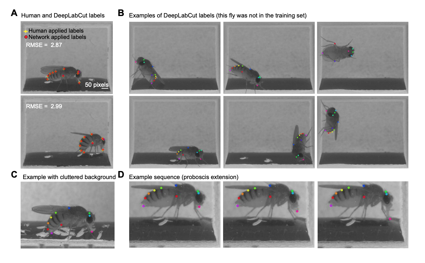 Markerless tracking of user-defined features with deep learning-thumbnail-6