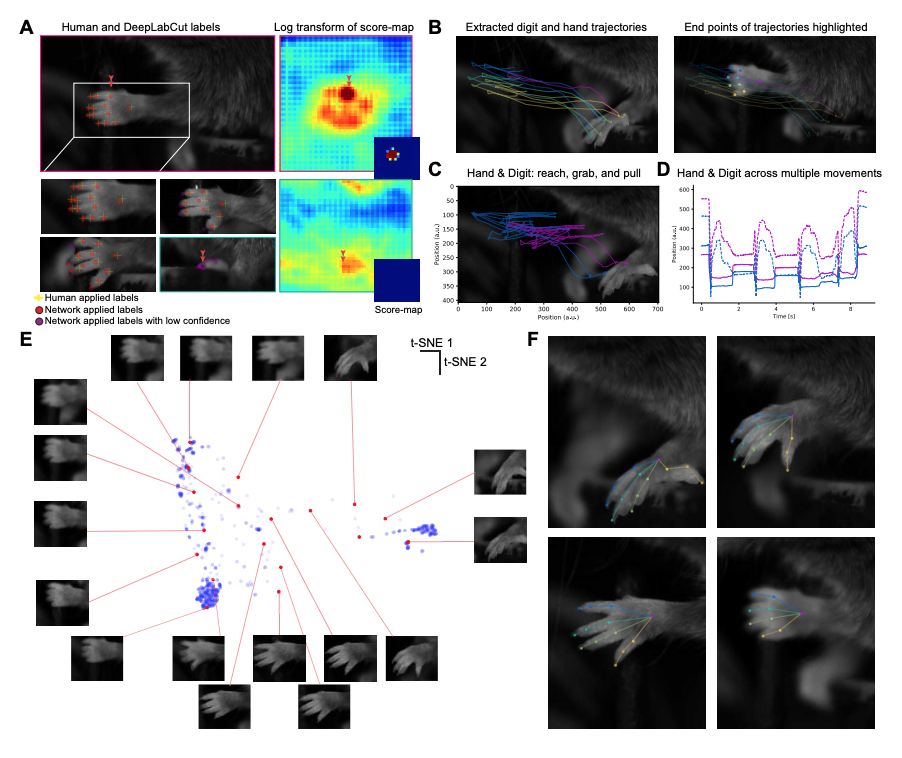 Markerless tracking of user-defined features with deep learning-thumbnail-4