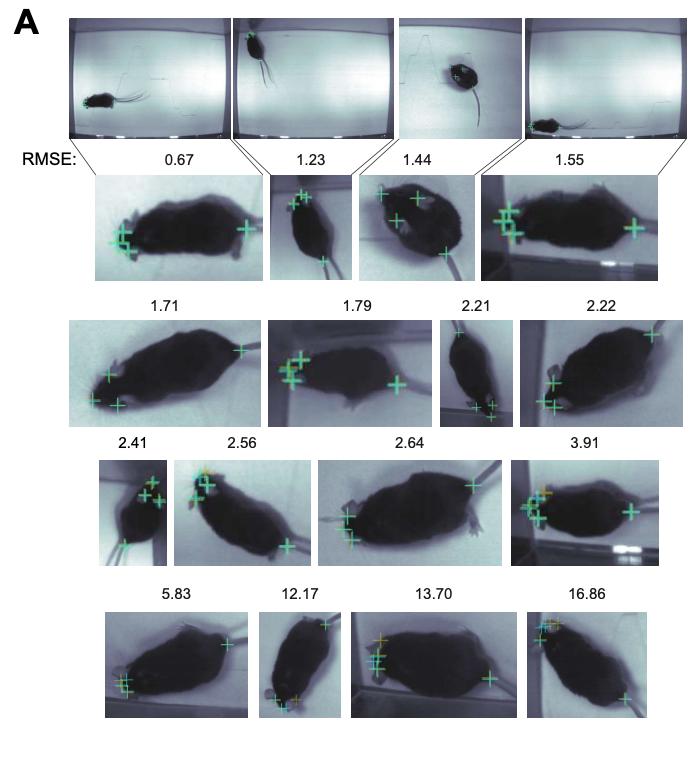 Markerless tracking of user-defined features with deep learning-thumbnail-5