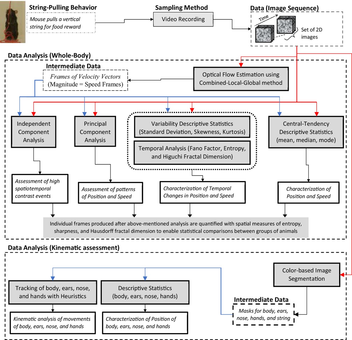 A Matlab-based toolbox for characterizing behavior of rodents engaged in string-pulling-thumbnail-12